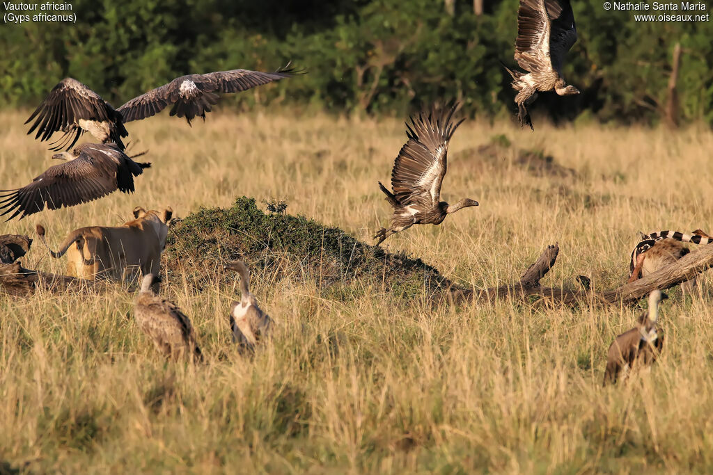 Vautour africain, habitat, Vol, Comportement