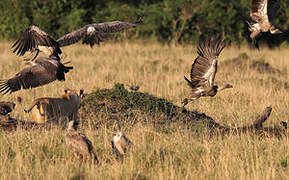 White-backed Vulture