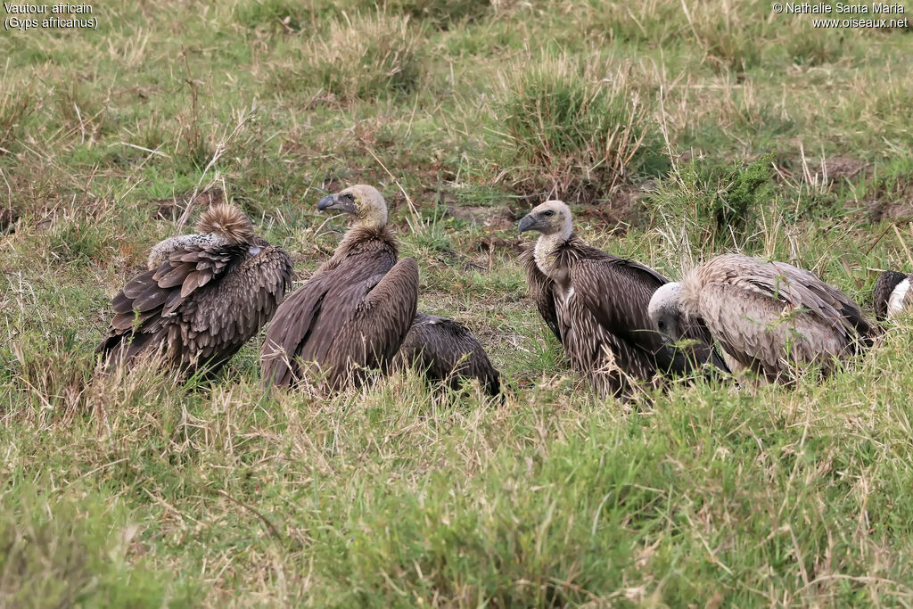 White-backed Vultureimmature, identification, habitat