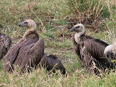 White-backed Vulture