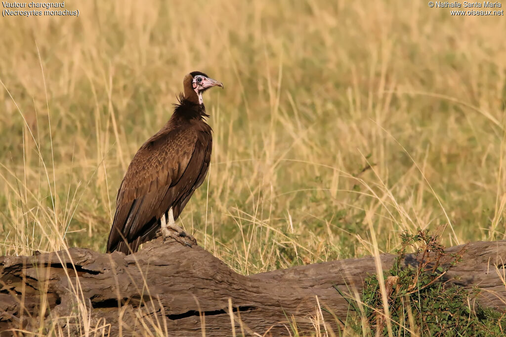 Vautour charognardjuvénile, identification, habitat