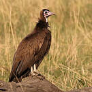 Vautour charognard