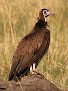 Hooded Vulture