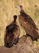 Hooded Vulture