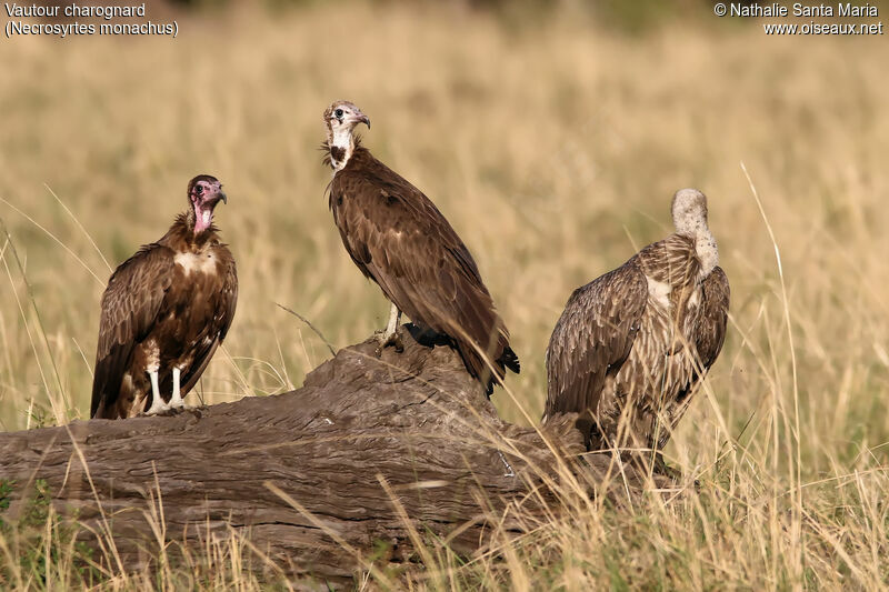 Hooded Vultureimmature, identification, habitat