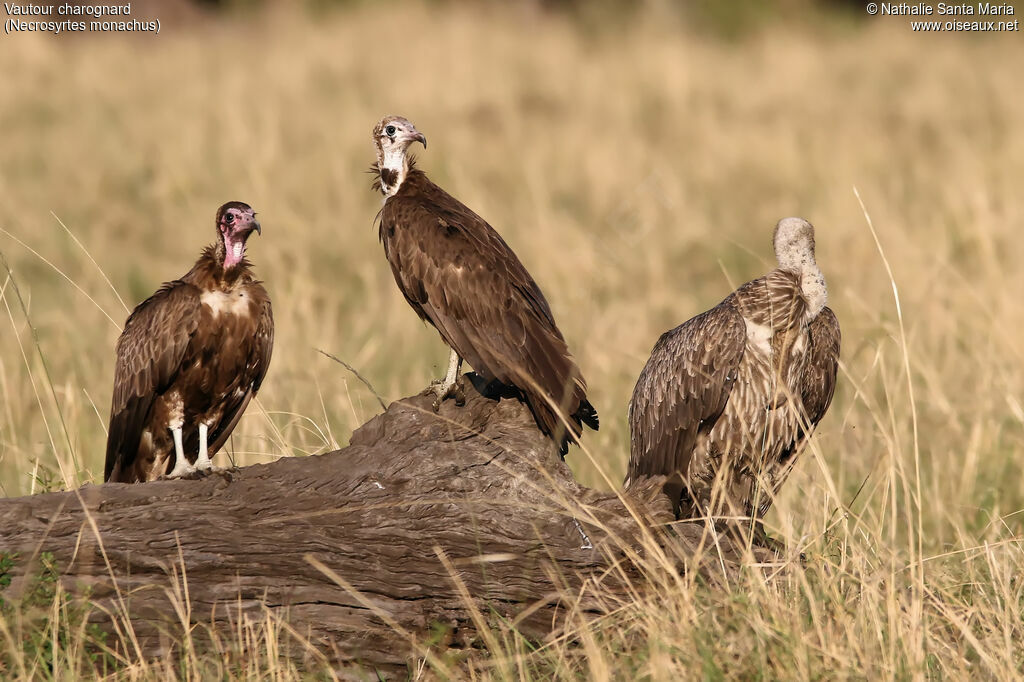 Hooded Vultureimmature, identification, habitat