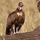 Vautour charognard