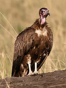 Hooded Vulture