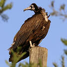 Vautour charognard