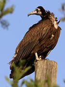 Hooded Vulture