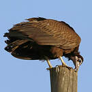 Vautour charognard
