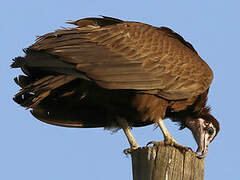 Hooded Vulture