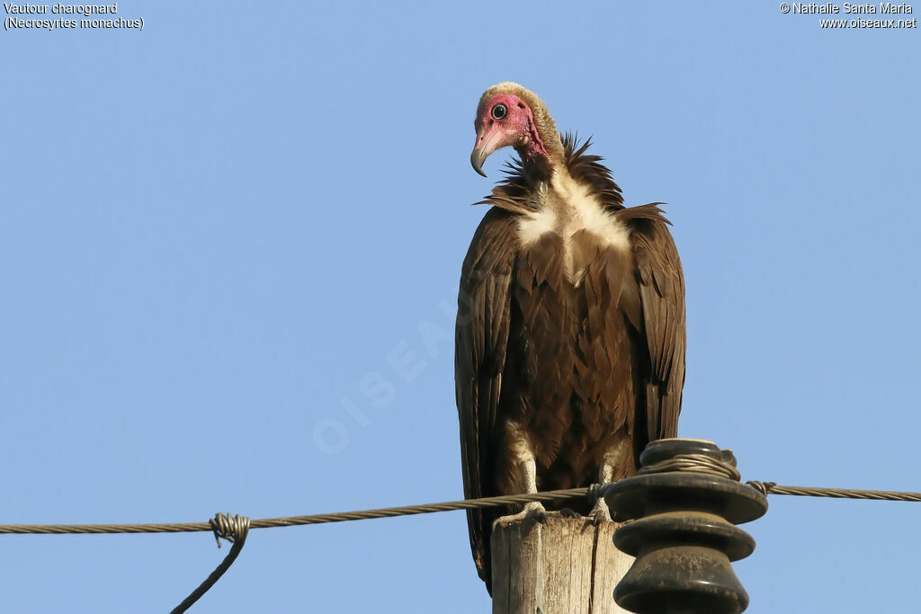 Vautour charognardadulte, identification