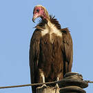 Vautour charognard