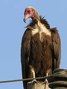 Hooded Vulture