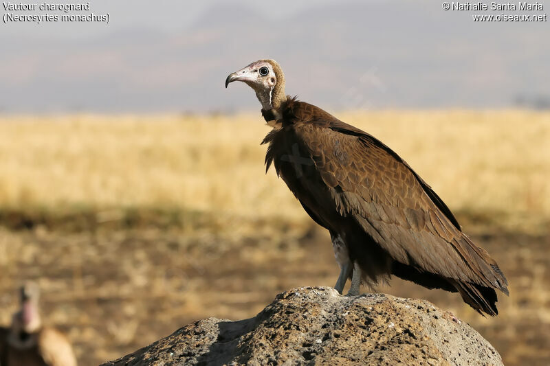 Hooded Vultureimmature, identification