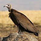 Vautour charognard