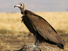 Hooded Vulture