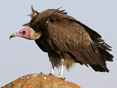 Hooded Vulture