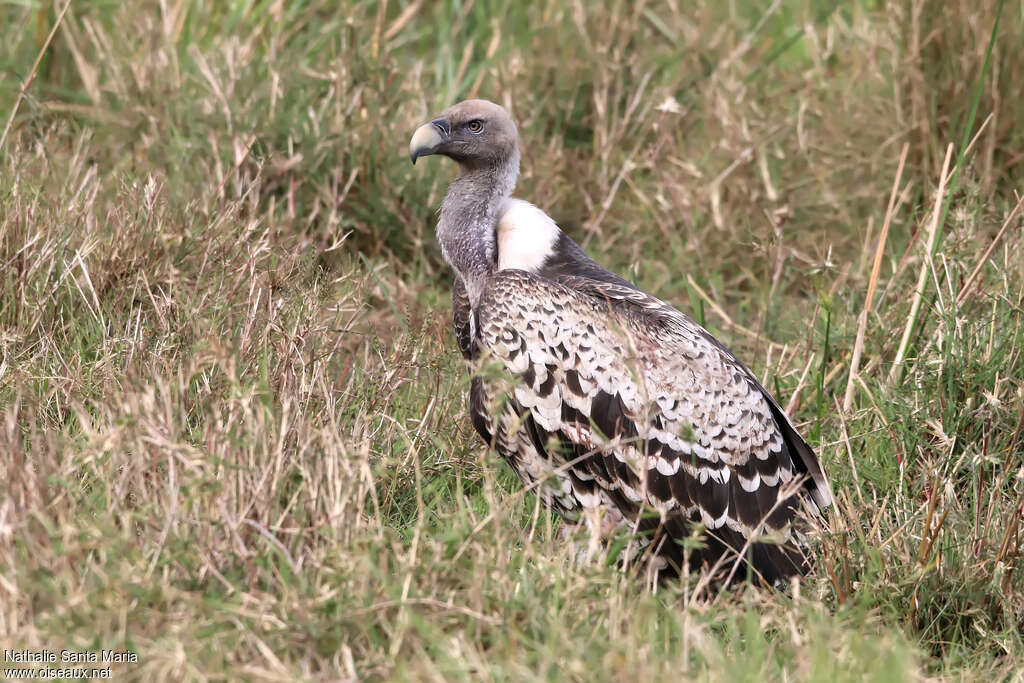 Vautour de Rüppelladulte, identification, habitat