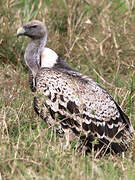 Rüppell's Vulture