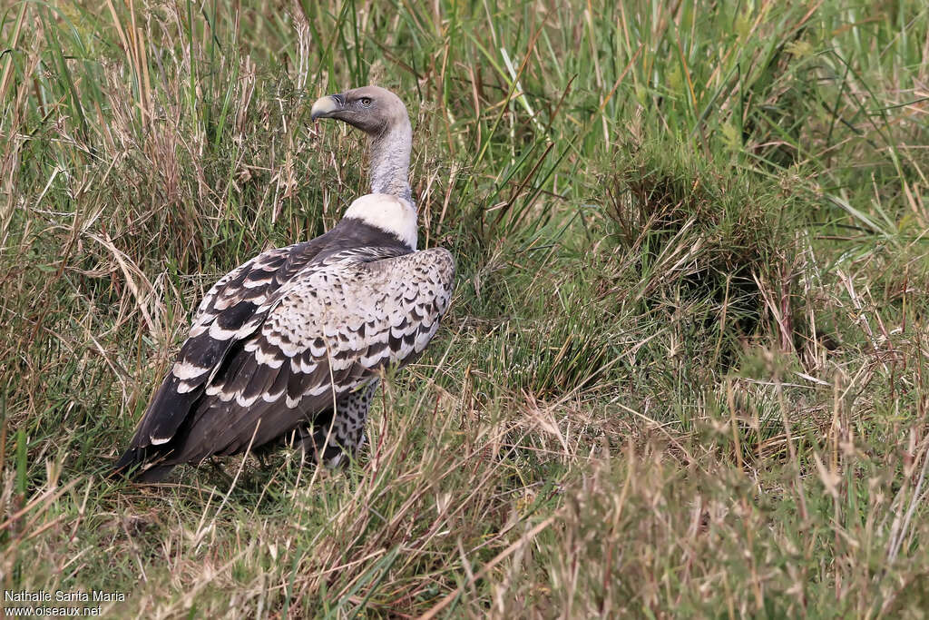 Rüppell's Vultureadult, identification, habitat