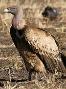 Rüppell's Vulture