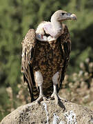 Rüppell's Vulture
