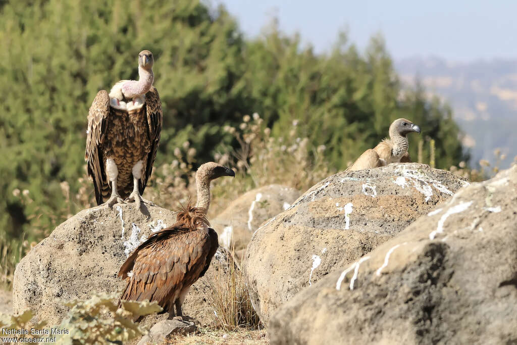 Vautour de Rüppelladulte, habitat