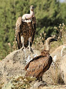 Rüppell's Vulture