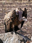 Rüppell's Vulture