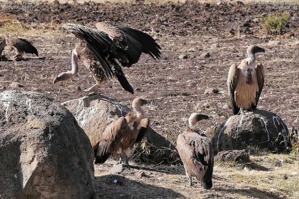 Vautour de Rüppellimmature, habitat