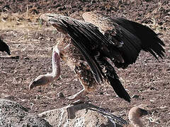 Rüppell's Vulture