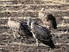 Rüppell's Vulture