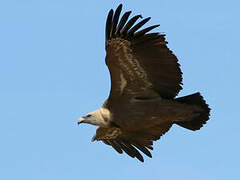 Griffon Vulture