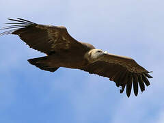 Griffon Vulture