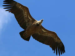 Griffon Vulture