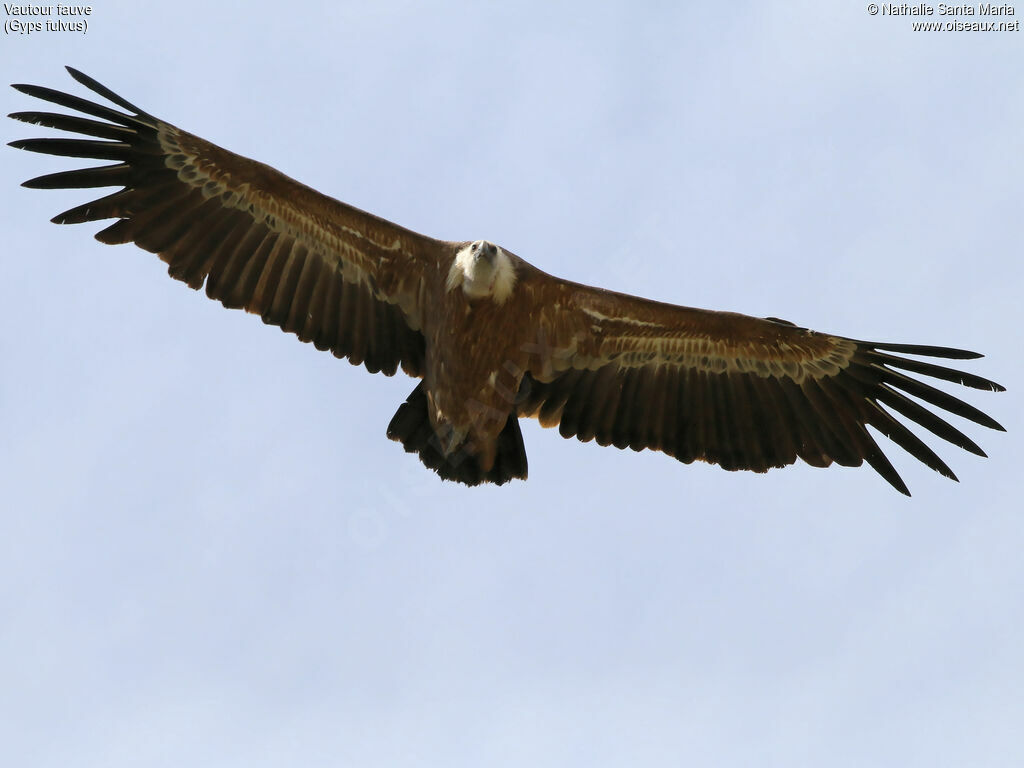 Vautour fauve, Vol