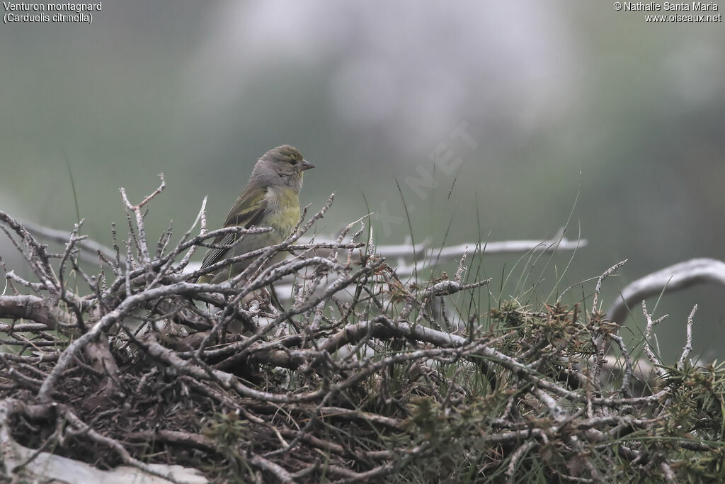 Citril Finchadult, habitat