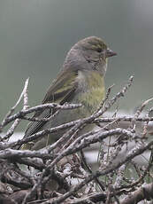 Venturon montagnard