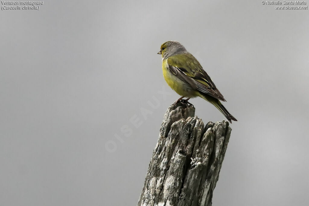 Citril Finchadult, habitat