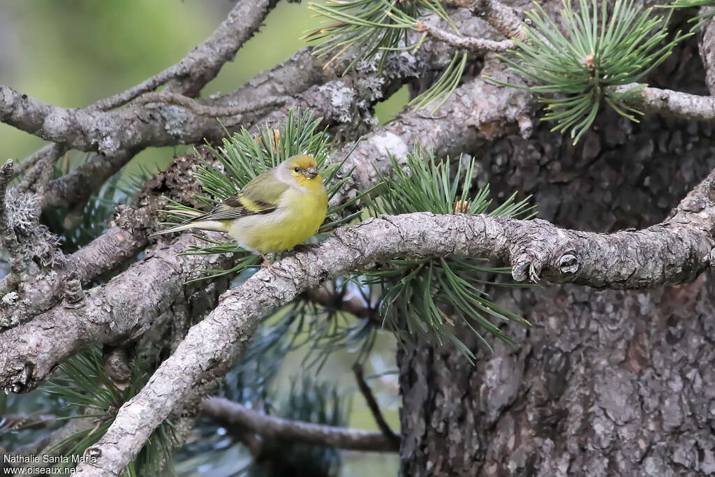 Citril Finch male adult, habitat