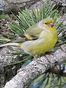 Citril Finch