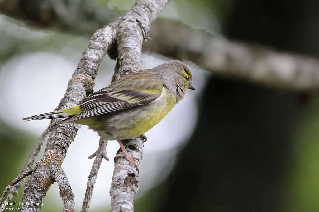 Citril Finch female adult, identification