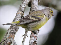 Citril Finch