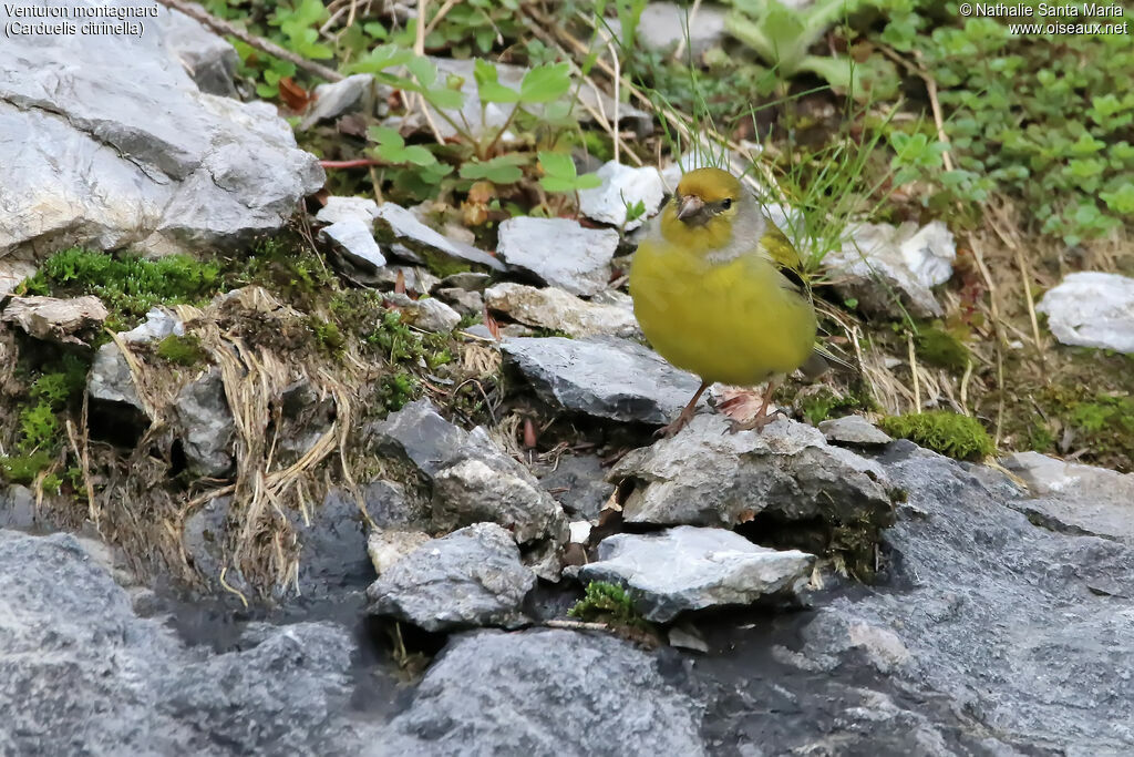 Citril Finchadult, habitat