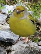 Citril Finch