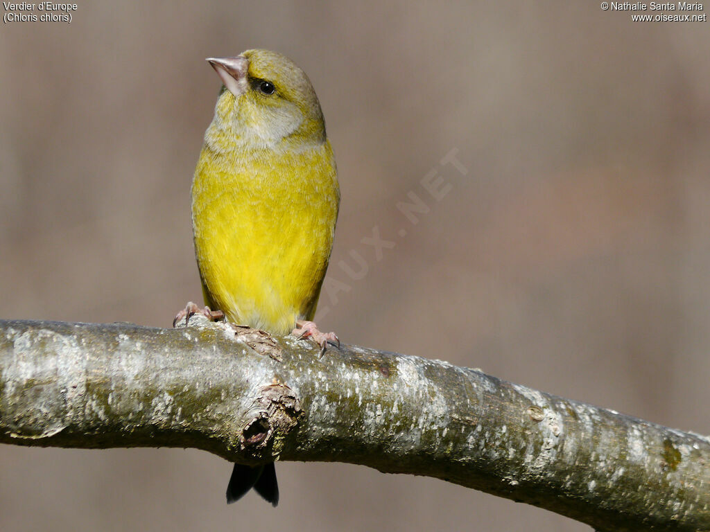 European Greenfinch male adult breeding, identification