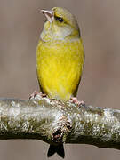 European Greenfinch