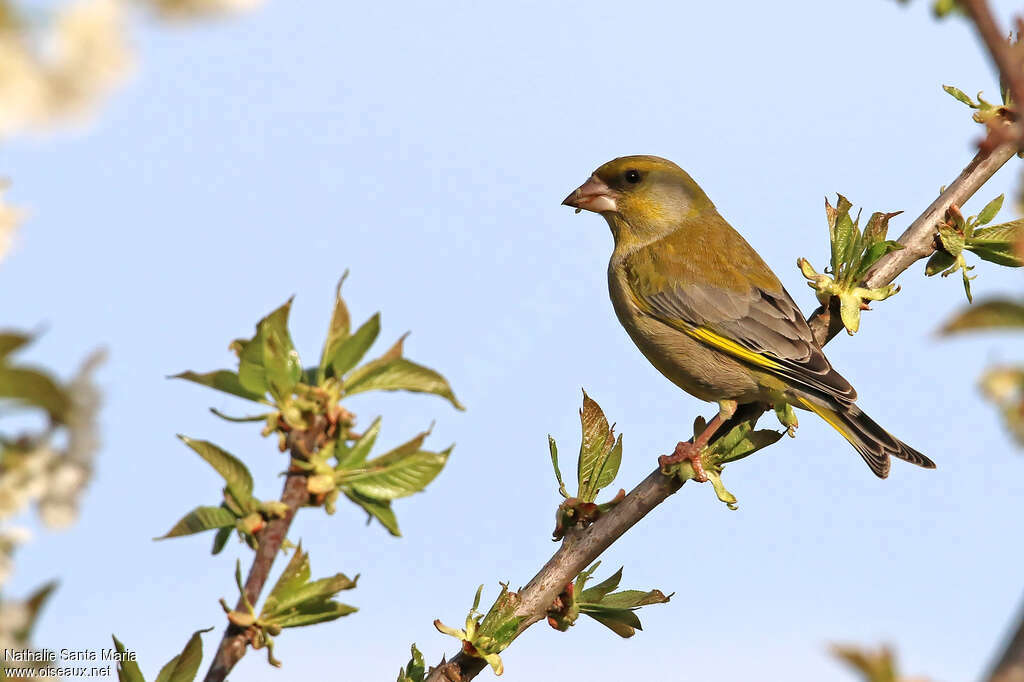 European Greenfinch male adult breeding, identification